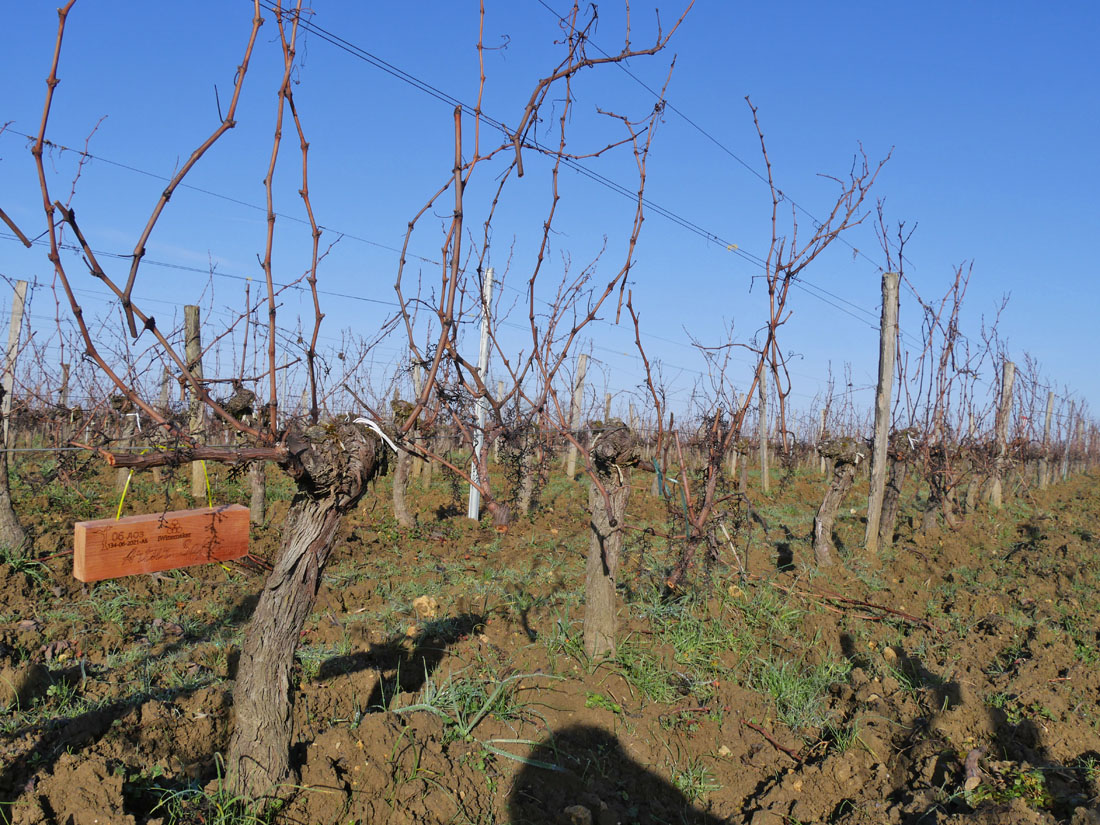 Виноградник на урожай